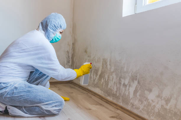 Licensed Basement Mold Remediation service in Richmond, MI - WQB Mold Removal