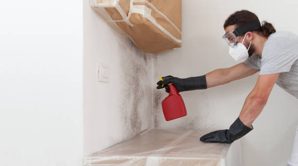 Professional Basement Mold Remediation technician working in Richmond, MI