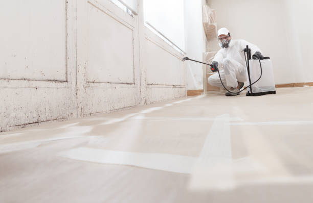 24/7 Emergency Basement Mold Remediation experts in Richmond, MI