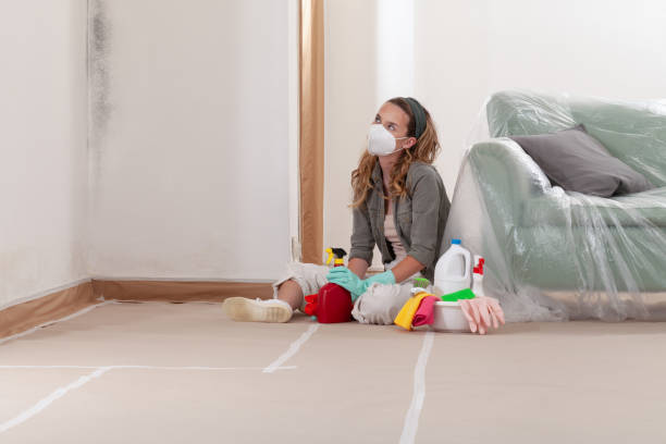 Reliable Basement Mold Remediation contractor in Richmond, MI by WQB Mold Removal
