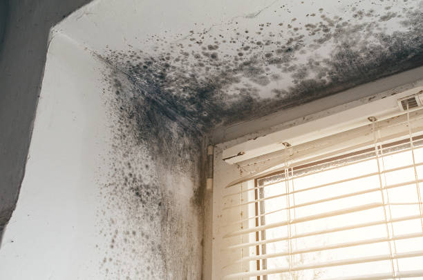 Affordable Basement Mold Remediation solutions in Richmond, MI