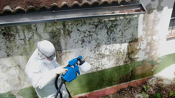 Top rated local Basement Mold Remediation specialists in Richmond, MI